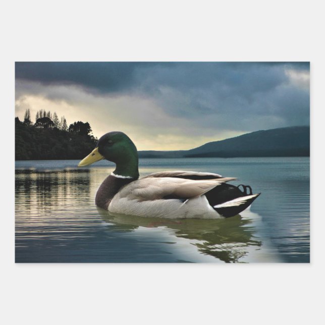 Feuille De Papier Cadeau Canard colvert sur le lac (Devant)
