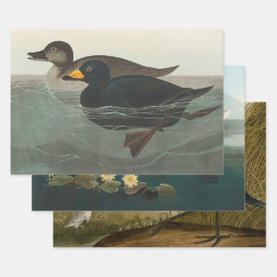 Feuille De Papier Cadeau Canard router américain Audubon