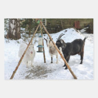 Chèvres - Photo d'alimentation de neige