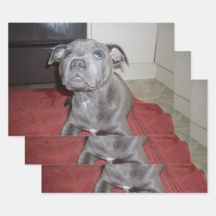 Feuille De Papier Cadeau Chiots Staffordshire Bull Terrier Bleu Sooky,