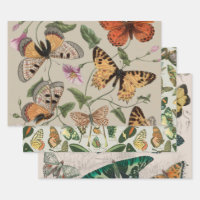 Collection de la papillon Moth Nature Dessin