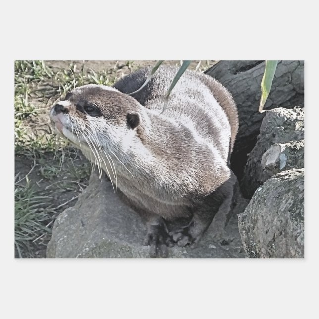 FEUILLE DE PAPIER CADEAU COUPER OTTER (Devant 2)