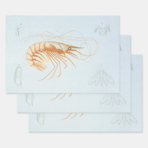 Feuille De Papier Cadeau Crevette, Vie marine vintage Animaux de l'océan