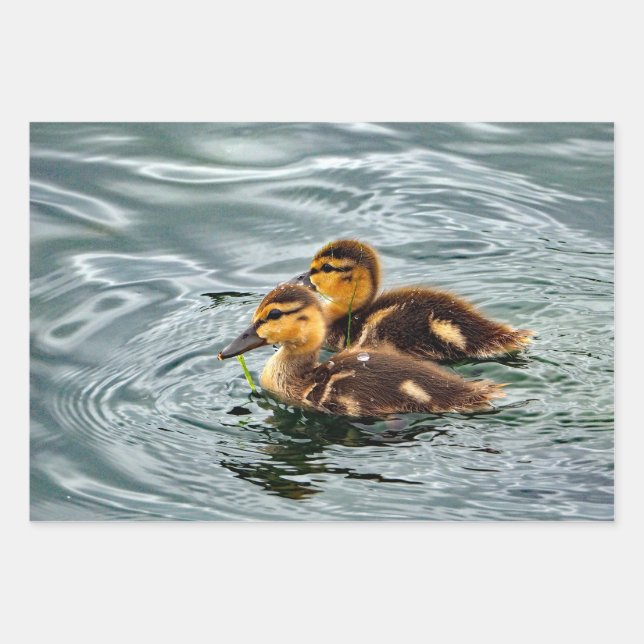 Feuille De Papier Cadeau Cute Mallard Ducklings Photo (Devant)