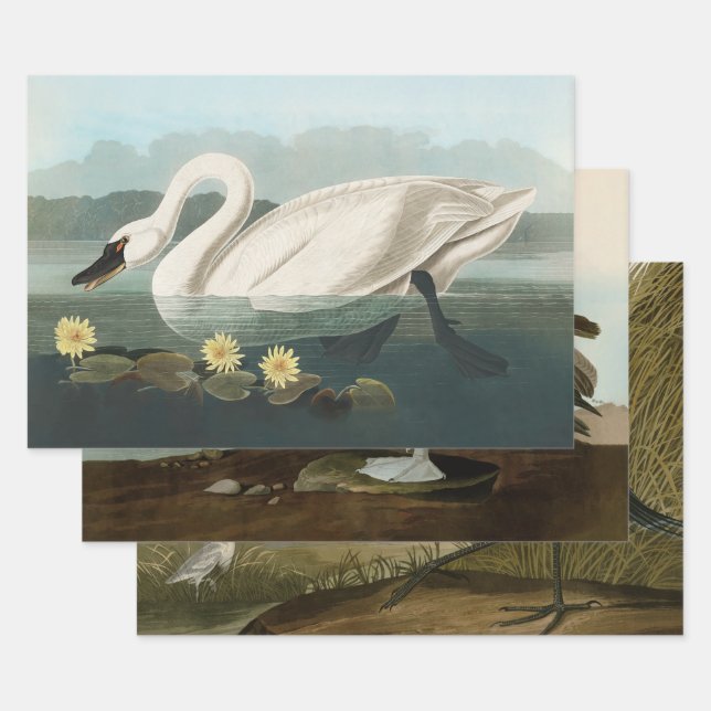 Feuille De Papier Cadeau cygne audubon cygnes d'eau blanche (Lot)