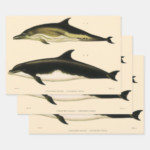 Feuille De Papier Cadeau Dauphins vintages, animaux marins et mammifères