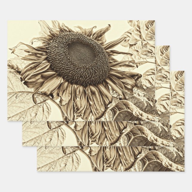 Feuille De Papier Cadeau Découpage à l'ancienne de Sunflower Sepia Tone Vin (Lot)