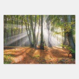 Feuille De Papier Cadeau Des poutres de soleil dans une forêt de hêtres b