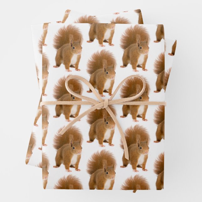 Feuille De Papier Cadeau Écureuil (En situation)