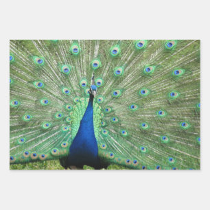 Feuille De Papier Cadeau Enveloppe cadeaux - Images de Peacock