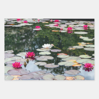 Feuille De Papier Cadeau étang Lily
