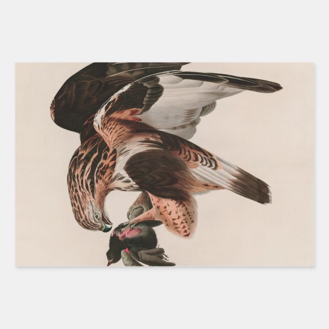 Feuille De Papier Cadeau Faucon à pattes rousses d'Amérique Audubon Imprime (Devant)