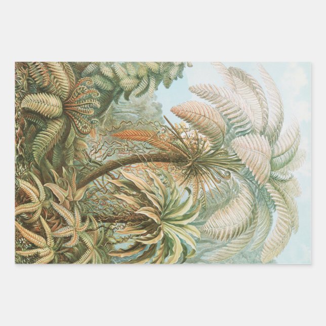Feuille De Papier Cadeau Ferns, Filicinae Laubfarne par Ernst Haeckel (Devant)