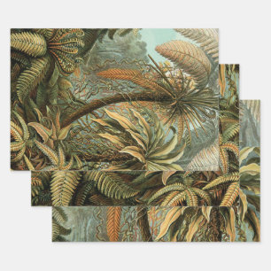 Feuille De Papier Cadeau Ferns Palm Tree Antiquité Botanique Ferns Art