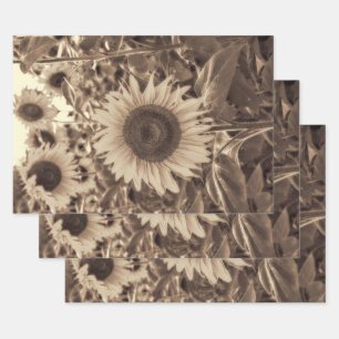 Feuille De Papier Cadeau Fleurs de soleil géantes Champ Sepia Vintage Décou