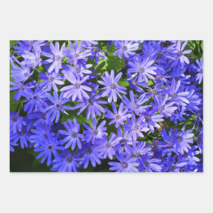 Feuille De Papier Cadeau Fleurs de type Marguerite Bleue Photographie de la
