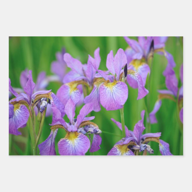 Feuille De Papier Cadeau Fleurs d'Iris Violettes en Fleur  (Devant)