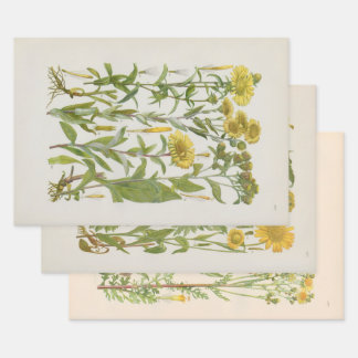 Feuille De Papier Cadeau Flore illustrée d'Europe centrale de Gustav Hegi
