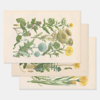 Feuille De Papier Cadeau Flore illustrée d'Europe centrale de Gustav Hegi