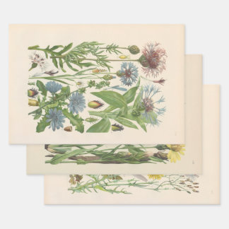 Feuille De Papier Cadeau Flore illustrée d'Europe centrale de Gustav Hegi