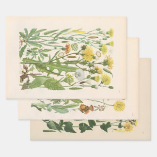 Feuille De Papier Cadeau Flore illustrée d'Europe centrale de Gustav Hegi