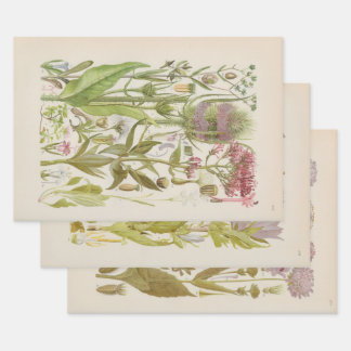 Feuille De Papier Cadeau Flore illustrée d'Europe centrale de Gustav Hegi