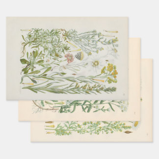Feuille De Papier Cadeau Flore illustrée d'Europe centrale de Gustav Hegi