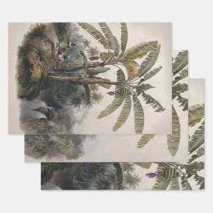 Feuille De Papier Cadeau Forêt de bananiers tropicaux antiques   Bota vinta