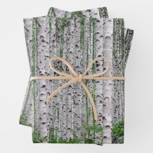 Feuille De Papier Cadeau Forêt de Birch Nature