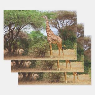 Feuille De Papier Cadeau Giraffe Masaï