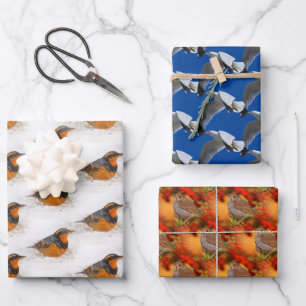 Feuille De Papier Cadeau Grives variées & Grives solitaires & Goélands à be