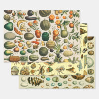 Illustration scientifique végétale des fruits
