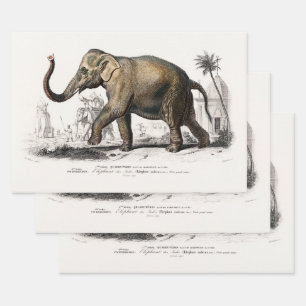 Feuille De Papier Cadeau Illustration vintage des éléphants asiatiques de 1