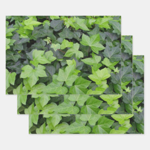 Feuille De Papier Cadeau Impression botanique verte Ivy