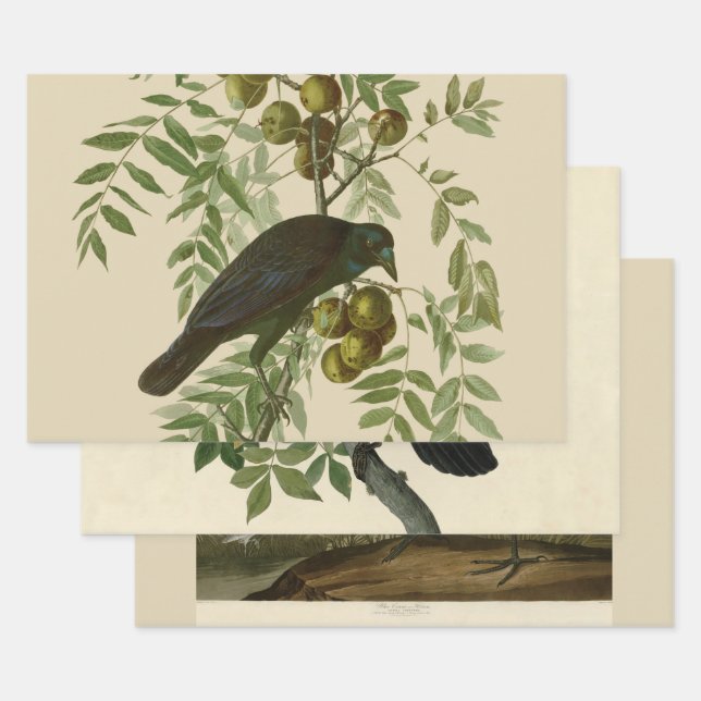 Feuille De Papier Cadeau Impression d'oiseau Grackle violet d'Audubon Botan (Lot)