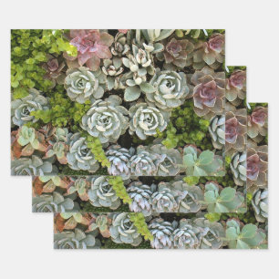 Feuille De Papier Cadeau Jardin Succulent 1