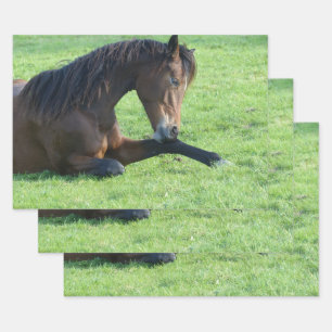 Feuille De Papier Cadeau Joli Cheval Brown allongé dans l'herbe