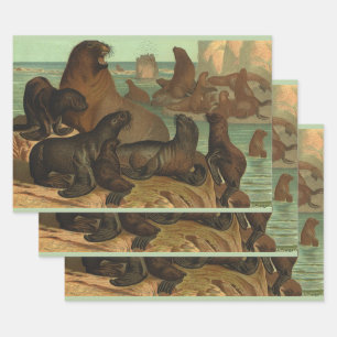 Feuille De Papier Cadeau Les lions de mer sur la plage, Animaux de la vie m