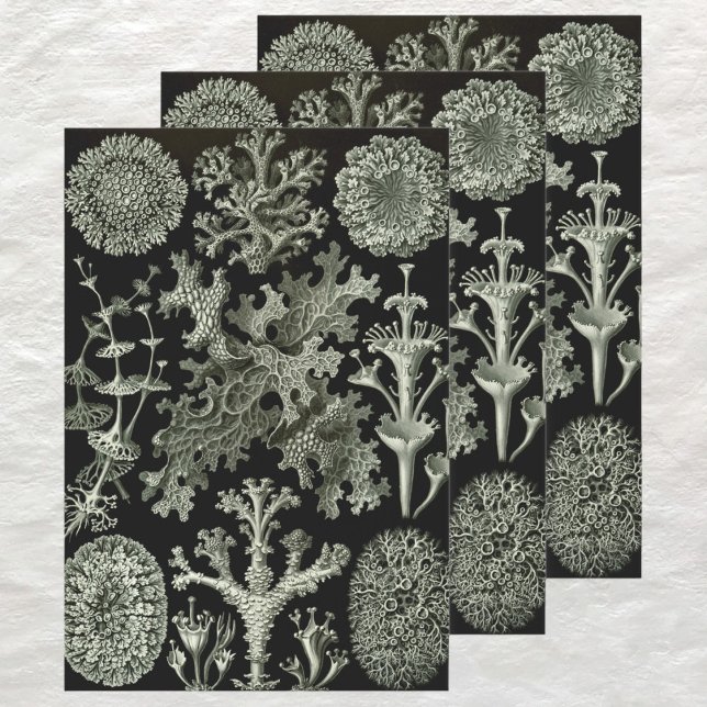 Feuille De Papier Cadeau Lichen par Ernst Haeckel, Plantes Vintages de la n (Vintage Ernst Haeckel Lichen Design Wrapping Paper Sheets)