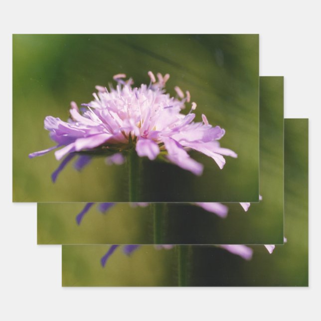Feuille De Papier Cadeau Lilac Scabious (Knautia arvensis) Fleur (Lot)