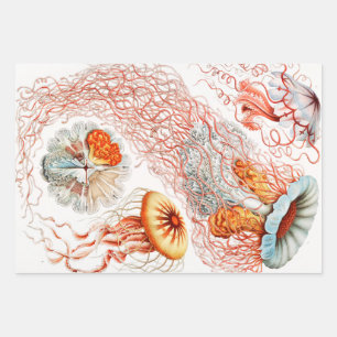 Feuille De Papier Cadeau Méduse, Discomedusae par Ernst Haeckel