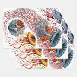 Feuille De Papier Cadeau Méduse vintage par Ernst Haeckel, Discomedusae