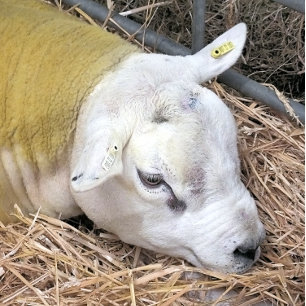 FEUILLE DE PAPIER CADEAU MOQUETTE