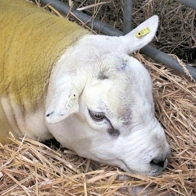 FEUILLE DE PAPIER CADEAU MOQUETTE (A photographic design of a beautiful Texel sheep.)