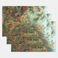 Muscinae vintage, plantes de mousse par Ernst Haec