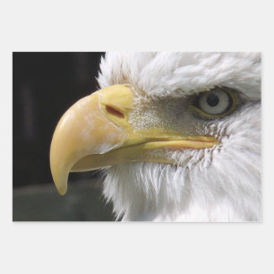 FEUILLE DE PAPIER CADEAU OISEAU D'AGLE