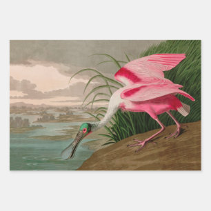 Feuille De Papier Cadeau Oiseaux d'Amérique de spatule de rose Audubon Imp