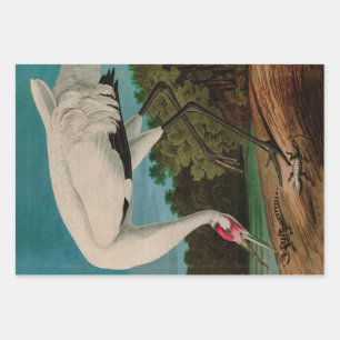 Feuille De Papier Cadeau Oiseaux de grue à capuchon d'Amérique Audubon Im