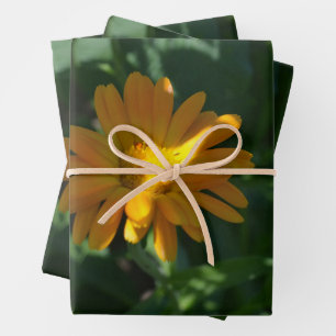 Feuille De Papier Cadeau Orange Pot Marigold Flower (Calendula officinalis)