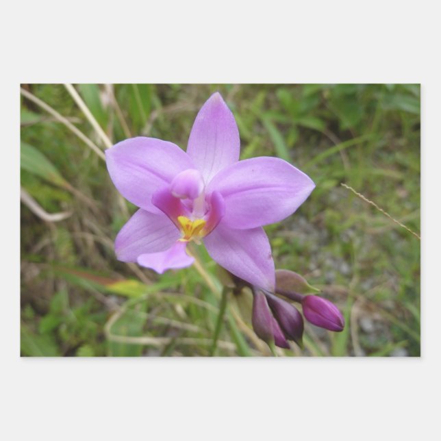 Feuille De Papier Cadeau Orchidée tropicale violette sauvage (Devant)